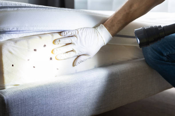 Best Cockroach Control Services  in Bowling Green, FL