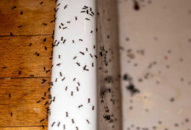 Best Residential Pest Control  in Bowling Green, FL