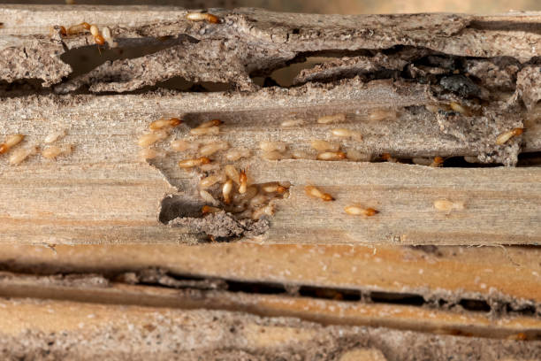 Best Affordable Pest Control Services  in Bowling Green, FL