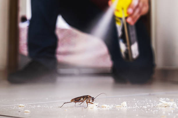 Best Wasp Removal Services  in Bowling Green, FL